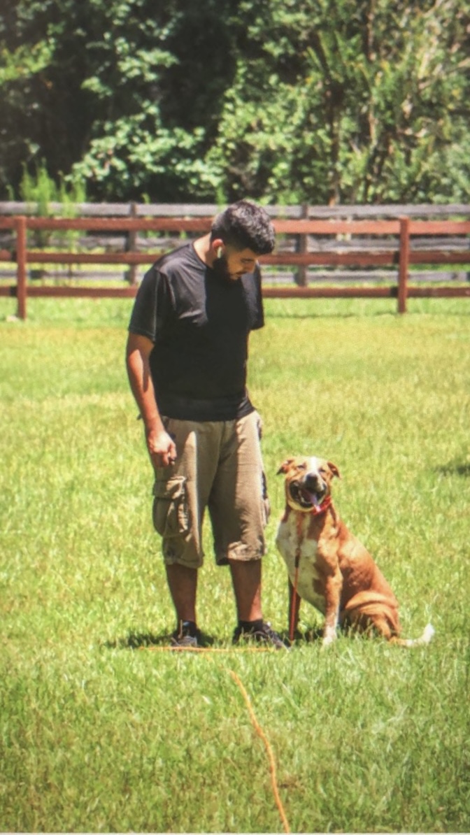 Dog trainer, Houston dog trainer, Behavioral rehabilitation, Off leash training